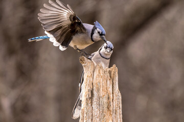 blue jays landing and perched