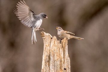 junco surprising a tree sparrow