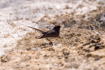 junco on the ground eating