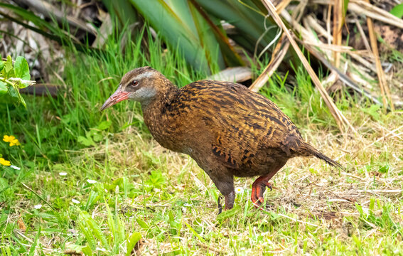 A weka, aka., Maori hen or woodhen (Gallirallus australis), a flightless bird species endemic to New Zealand. Cape Foulwind walkway, South Island, New Zealand