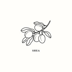 Line art shea branch illustration