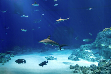 Marine exotic tropical fish. Aquarium with colorful fish.
