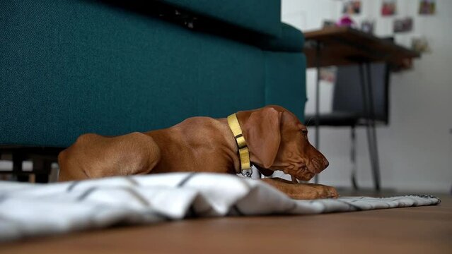 Brauner junger Vizsla, Hunderasse