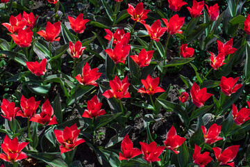 Many blossoming red tulips, flower field