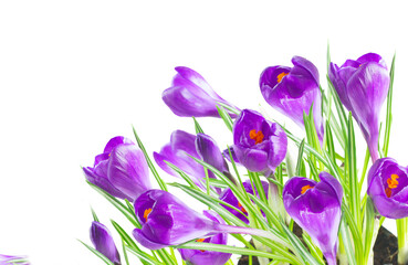 Crocus flowers isolated on white background, png file