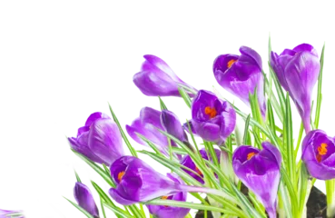 Foto op Canvas Crocus flowers isolated on white background, png file © neirfy