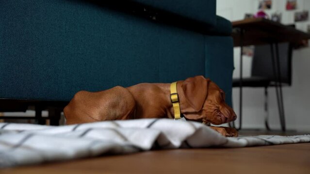 Brauner junger Vizsla, Hunderasse
