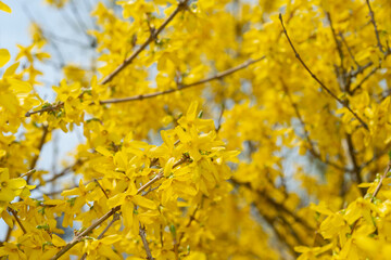 close up of Forsythia shrub in early spring with yellow flowers