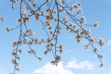 very tranquil view of cherry blossoms on a delicate blue sky
