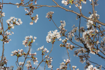 cherry blossoms and skhy