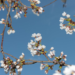 some cherry blossoms on branches photographed using strobe