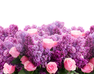 Lilac flowers