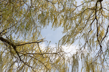 Salix babylonica or weeping willow photographed on a fair spring sky with slight cloud