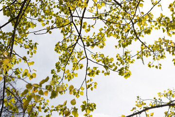 young spring poplar tree leaves on a bright sky - backlit