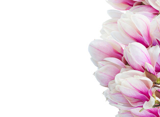 Blossoming pink  magnolia tree Flowers