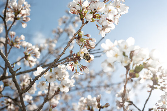 sunlight peeking from behind a branch of cherry blossoms photographed with strobe fill in lighting