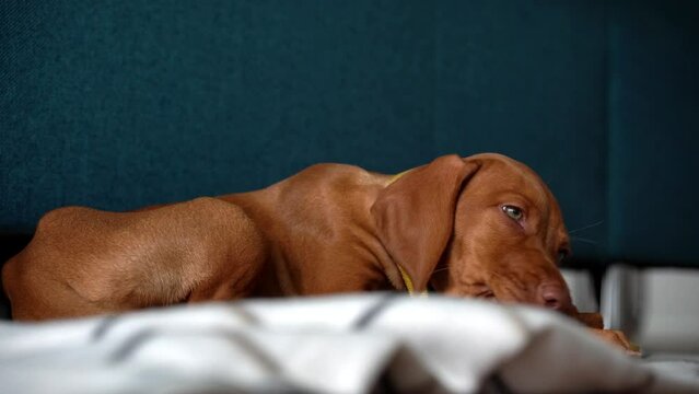 Brauner junger Vizsla, Hunderasse