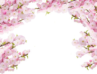 Naklejka na ściany i meble cherry blossom