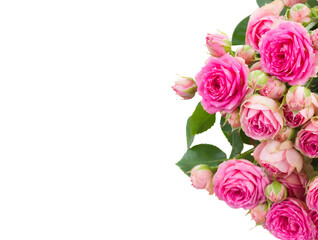 border of  fresh pink roses close up