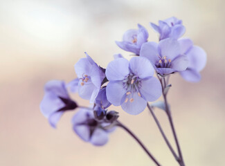 Wiosenne kwiaty - Wielosił błękitny
