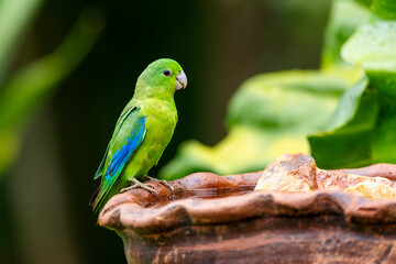 A Blue-winged Parrotlet also know as Tuim perched water foutain. Species Forpus xanthopterygius. Animal world. Bird lover. Birdwatching. Birding. The smallest parrot in Brazil.