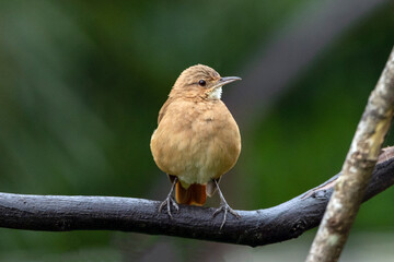 Rufous Hornero building perched on the branch. Species Furnarius rufus also know João de Barro. The bird that builds its house from clay to breed. The national symbol of Argentina. Birdwatcher.