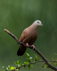A ruddy ground-dove perched on a branch under rain. It is a small tropical dove from Brazil and South American as know as Rolinha. Species Columbina talpacoti. Animal world. Birdwatching. Birding.