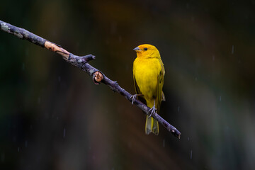 A male of Saffron Finch also known as Canario or Chirigue Azafranado under rain. Species Sicalis flaveola. Birdwatcher. Bird lover. Birding. Yellowbird.