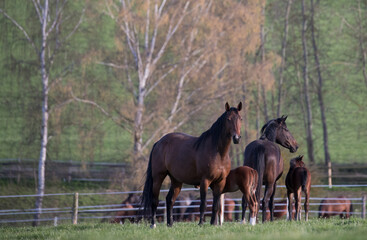 Mares with foals in spring pasture © kubikactive