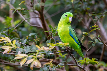 Obraz premium A Blue-winged Parrotlet also know as Tuim perched on branch. Species Forpus xanthopterygius. Animal world. Bird lover. Birdwatching. Birding. The smallest parrot in Brazil.