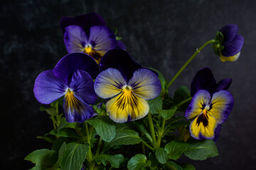 Close up of purple and yellow pansy flowers. Dark background.