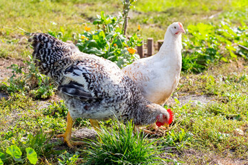 Young rooster and young hen in the garden grazing on the grass