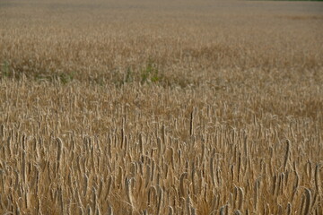 FU 2022-08-02 HeideHin 17 Reifes Getreide wächst auf einem Feld