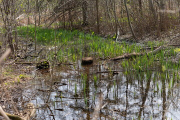wetlands in an urban park by the river - new growth emerging from a marshy area with woods in bud