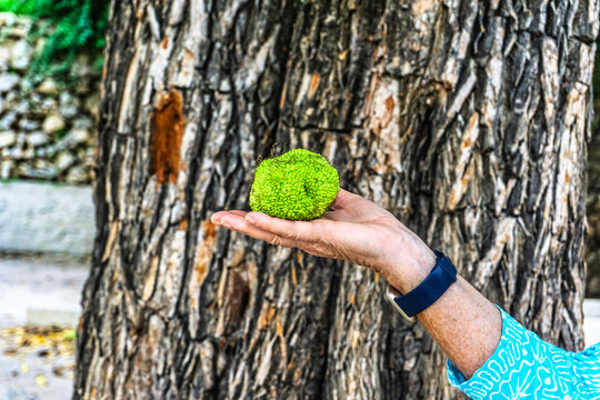 A woman holding the seed ball of the Osage Orange Tree. Pictured against the distinctive bark of the Osage Orange Tree. .