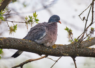 Wood pigeon sits on a branch