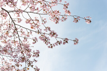 tree branches with pink flowers in springtime