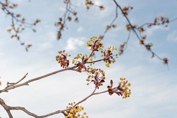maple tree blossoms in spring