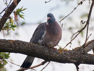 Wood pigeon sits on a branch