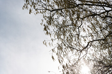 Obraz premium birch tree catkins and sky