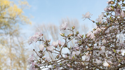 white with a touch of pink star magnolia blossoms on a blue sky with trees in the background -...