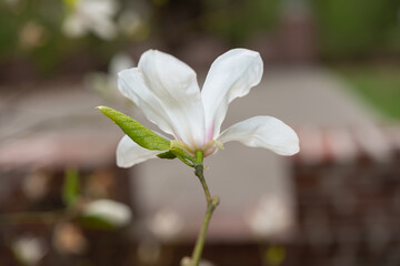 white magnolia blossom - strobe light effect - macro lens, particular focus