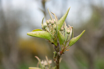 bud of a pear fruit tree
