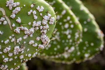 Waxy white clusters of Cochineal insects nymphs, a scale insect which produces carmine dye used as...