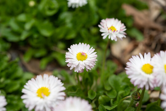 delicate white pink daisy flowers close up (bellis perennis?)