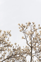 magnolia blossoms on a relatively uniform cloudy sky