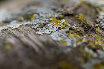 lichen on the bark of a cherry tree close up
