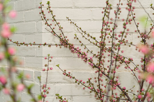 Prunus triloba or flowering plum or flowering almond shrub with flower buds on a painted brick wall