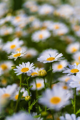 images of wild daisies flowers