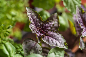 Fresh violet basil leaves in the garden.